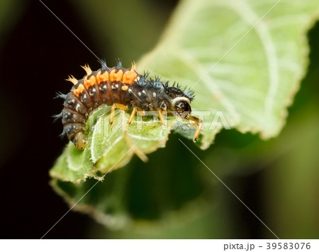Awful hunter - ladybird larva 39583076