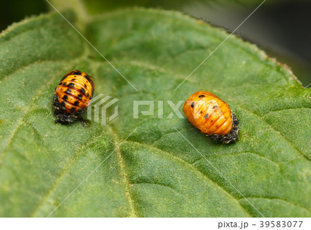 Pupal stage of ladybird 39583077