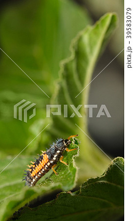 Ladybird spiny larva 39583079