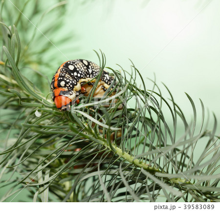Hornworm on spurge 39583089
