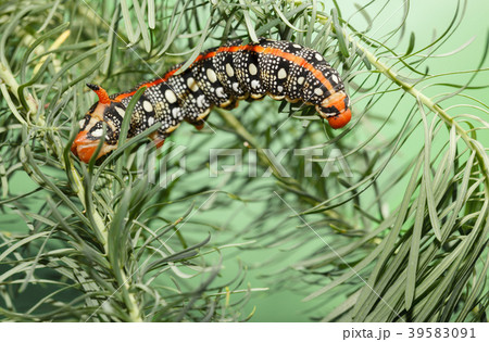 Hornworm caterpillar on spurge 39583091