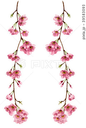 枝垂れ桜のタテボーダーフレーム 39583093