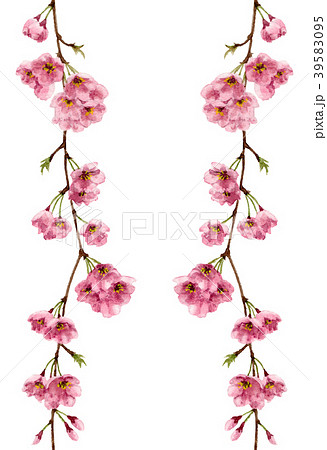 枝垂れ桜のタテボーダーフレーム連続用 枝垂れ桜のタテボーダーフレーム連続用 39583095