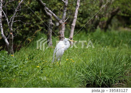 ダイサギ 39583127