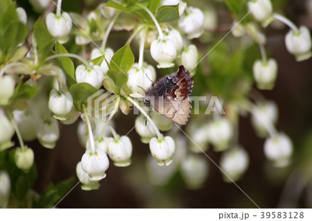 コツバメ 39583128