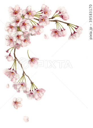 水彩で描いた桜のフレーム素材モノトーン 39583170