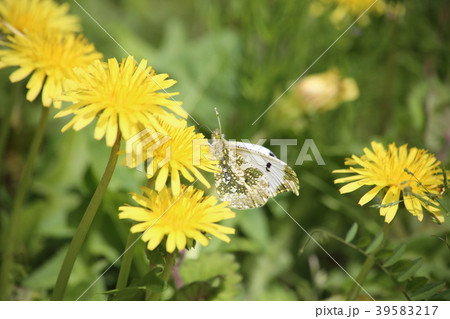 タンポポに吸蜜するツマキチョウ 39583217