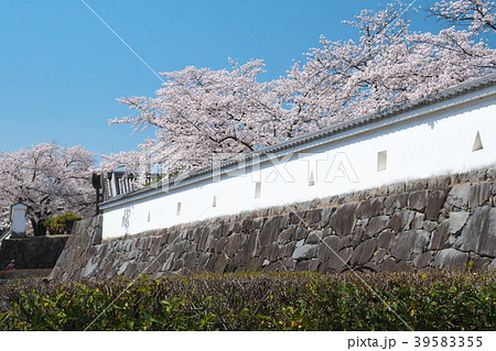 春爛漫の甲府城 39583355