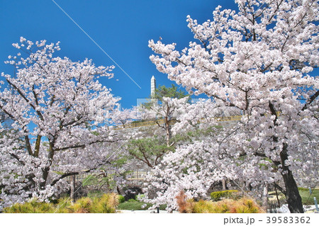 春爛漫の甲府城 39583362