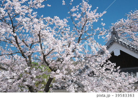 春爛漫の甲府城 39583363