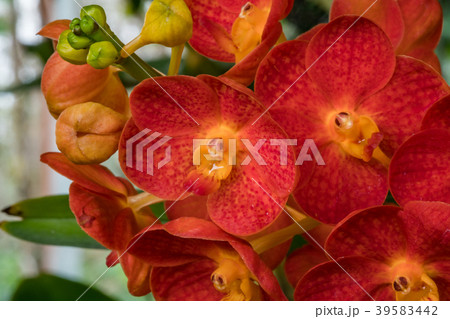 Red Ascocenda orchid in orchid garden 39583442