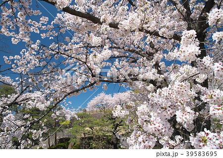 春爛漫の甲府城 39583695