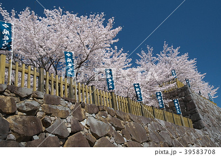 春爛漫の甲府城 39583708