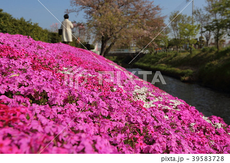 渋田川芝桜 渋田川芝桜 39583728