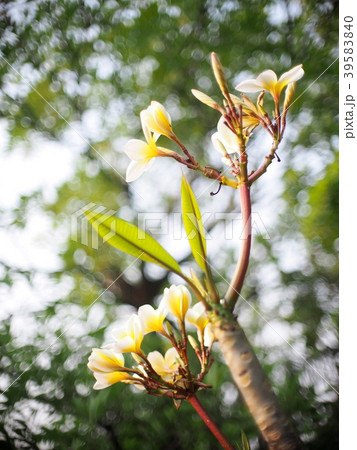yellow white flowers of Frangipani, Plumeria tree yellow white flowers of Frangipani, Plumeria tree 39583840
