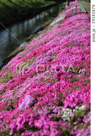 渋田川芝桜 39583879