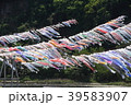 こいのぼり　大量　5月　こどもの日 39583907