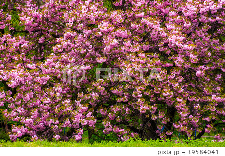 branches of blossoming cherry tree over the grass branches of blossoming cherry tree over the grass 39584041