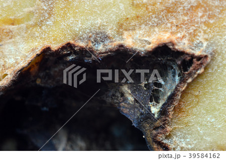 Abstraction. Macro. Mold on potatoes 39584162