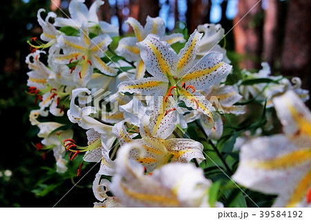 山林に咲く山百合の花 39584192