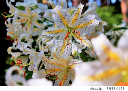 山林に咲く山百合の花 39584193