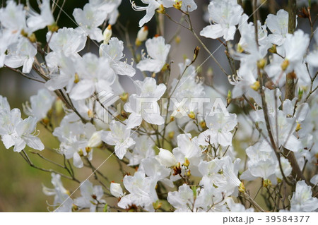 白花ミツバツツジ１ 39584377