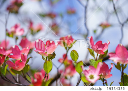 可愛いハナミズキのお花畑 39584386