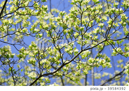 爽やかな白色ハナミズキと青空６ 39584392