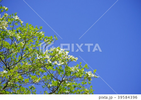 爽やかな白色ハナミズキと青空１０ 39584396