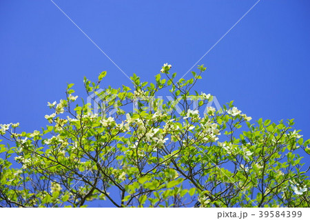 爽やかな白色ハナミズキと青空１３ 39584399