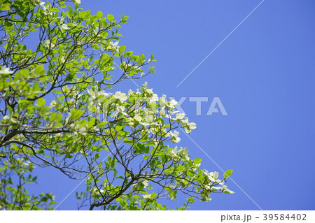 爽やかな白色ハナミズキと青空16 爽やかな白色ハナミズキと青空16 39584402