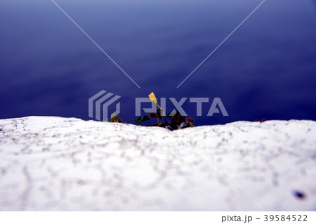 台湾 アジア人 アジアン 39584522