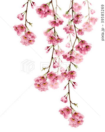 水彩で描いた枝垂れ桜のイラスト素材