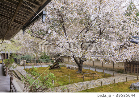 常照皇寺　桜 39585644