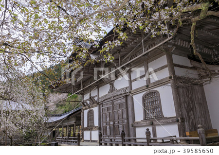 常照皇寺 桜 常照皇寺 桜 39585650
