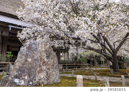 常照皇寺　桜 39585655