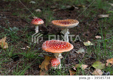 ベニテングダケ / 毒キノコのイメージ 39585738