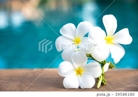 Tropical frangipani white flower near the swimming 39586180