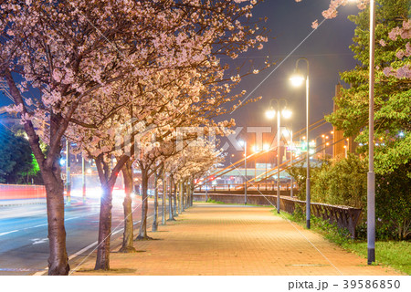 紫川さくら通りの夜桜【福岡県北九州市】 39586850