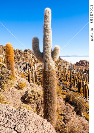 Cactus Island, Uyuni 39587015