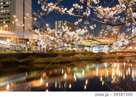 紫川さくら通りの夜桜【福岡県北九州市】 紫川さくら通りの夜桜【福岡県北九州市】 39587300