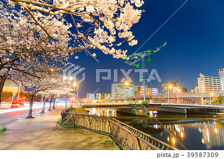 紫川さくら通りの夜桜【福岡県北九州市】 紫川さくら通りの夜桜【福岡県北九州市】 39587309