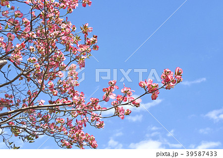 ハナミズキ（花水木） 39587433