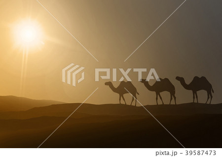 Silhouettes of walking camels Silhouettes of walking camels 39587473