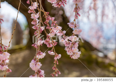 舞台桜　枝垂桜　長野県飯田市 39588055