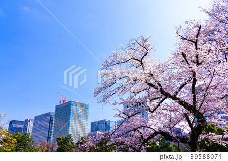 東京 日比谷公園 桜 東京 日比谷公園 桜 39588074