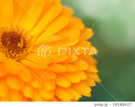 Orange flower calendula . Extreme macro shot 39588427
