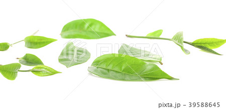 green tea leaf isolated on white green tea leaf isolated on white 39588645