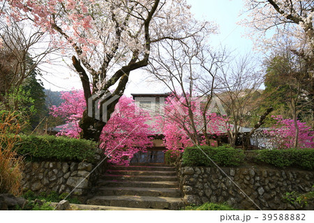 あきる野市 龍珠院の桜 あきる野市 龍珠院の桜 39588882