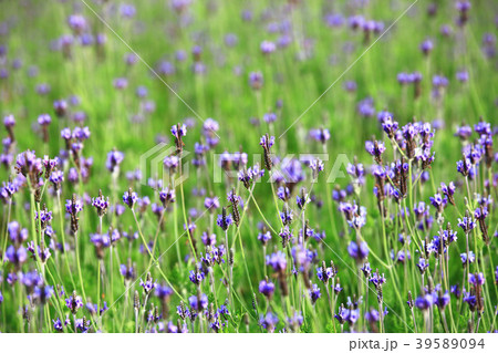 紫色 紫 パープル 39589094